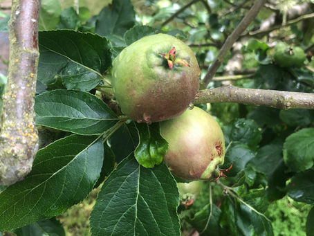 An apple a day...