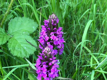 The marsh orchids are here!