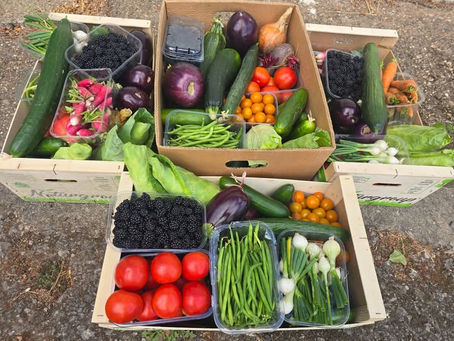 Veg boxes ready to go!