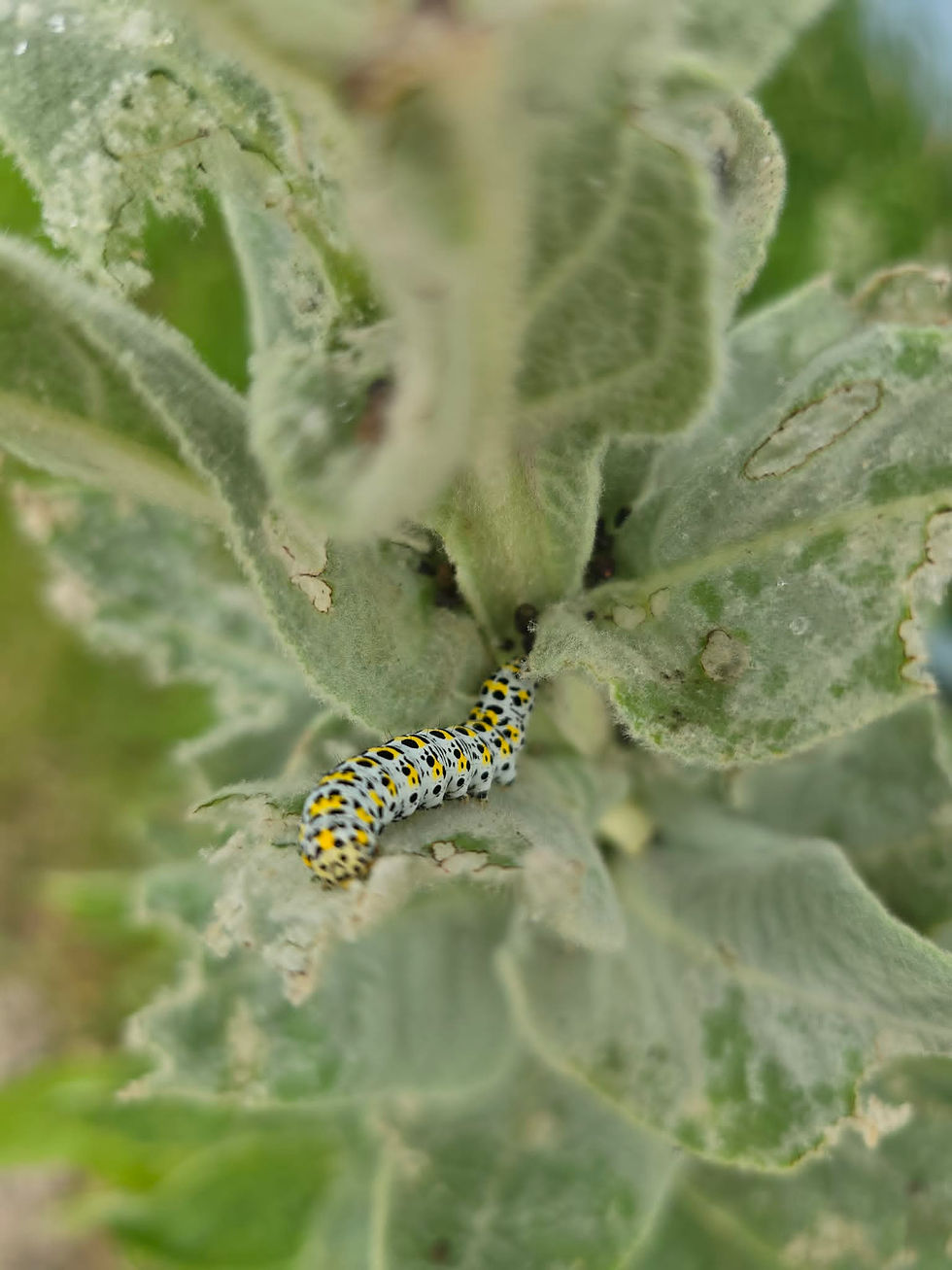 Mullein caterpillar.