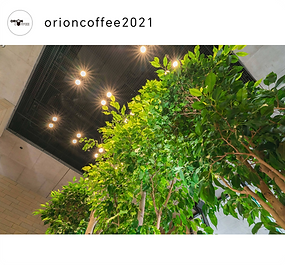 オリオンコーヒー　シンボルツリー