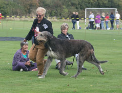 Ch. Baronglen the Lawman ShCM
