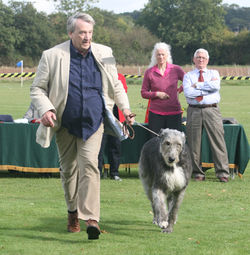 Ch. Mascott's Another Dreamer at Cahmega