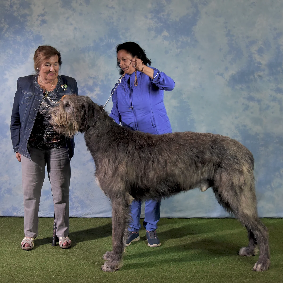 bribiba irish wolfhounds