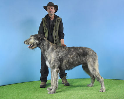 Irish Wolfhound Hydebeck Dream of Graefyn