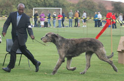 Ch. Bokra Anarchy to Sade