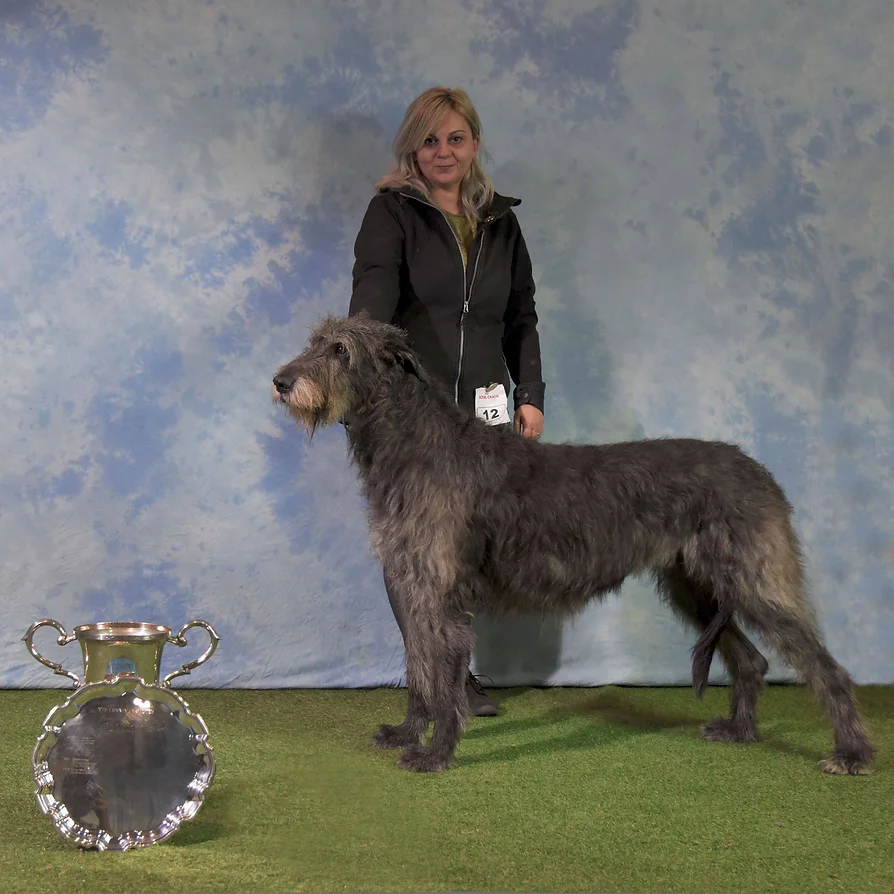 bribiba irish wolfhounds