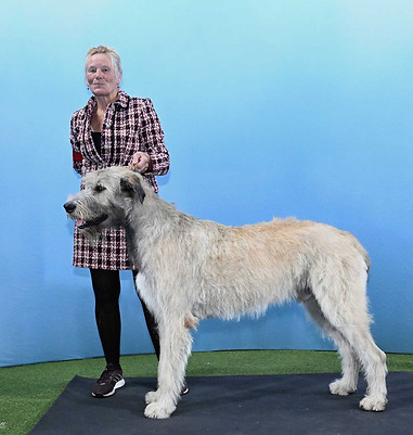 Yearling and Junior Dog.jpg