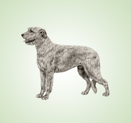 Image Irish Wolfhound