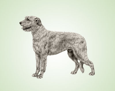 irish_wolfhound_v3.jpg