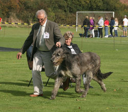 Ballyphelan Blackadder