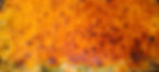 20210126_142931_mfnr_edited.jpg