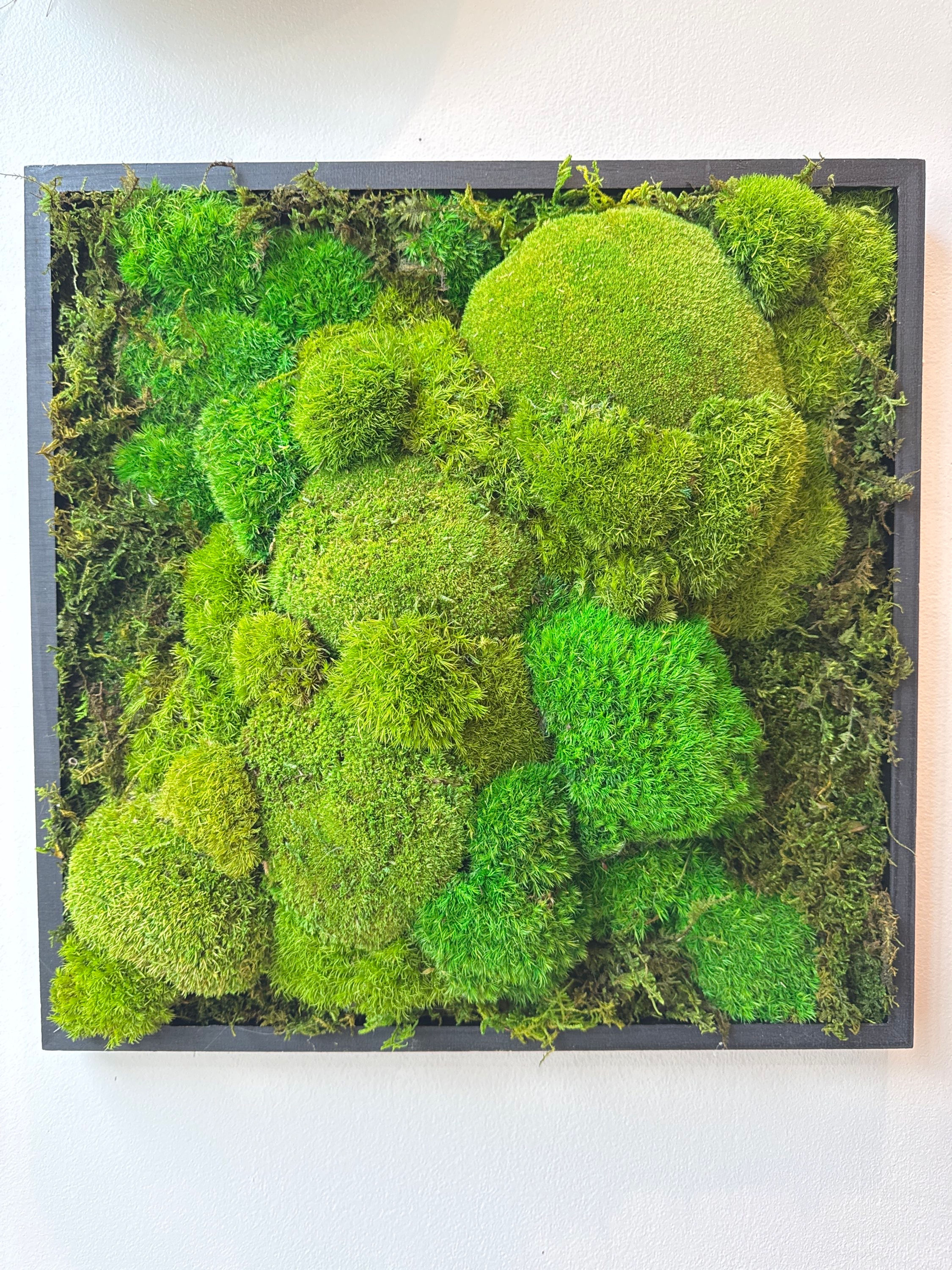 16x 16 moss frame 