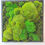 Thumbnail: 16x 16 moss frame 