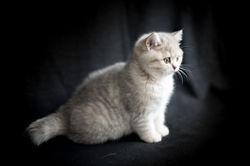 Catery Van Den Oudenbosch-4219