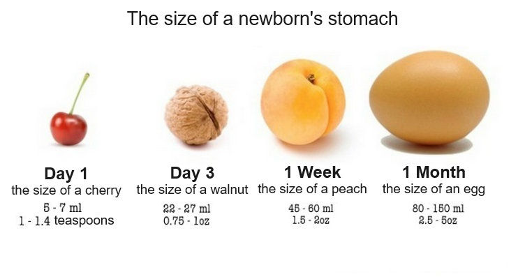 size of a newborn's stomach