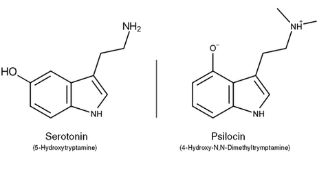 Neurological Potential of Psilocybin Mushrooms Catalyst for Serotonin, Dopamine, and Neuroplasticity