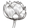 kaarok-flower-6768531.jpg