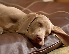 Boarding dog sleeping