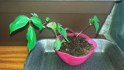 Sementes_de_feijão_germinadas_em_algodÃ