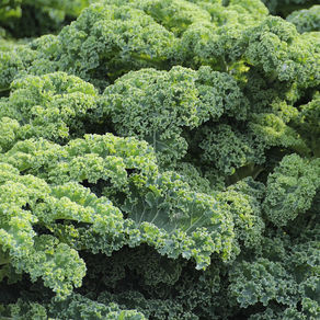 Recipe: Massaged Kale