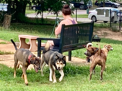 Resources for Dog Owners in Aiken, SC