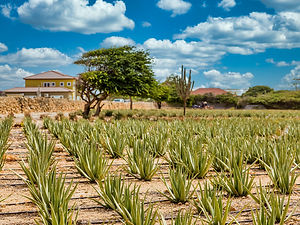 30348230_aloe-plants-with-divi-divi-tree.jpg