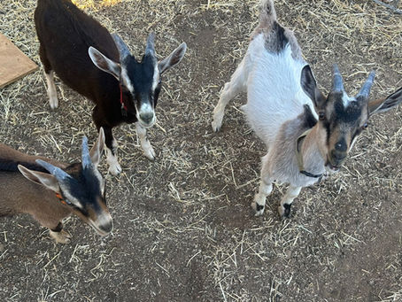 Meet Everest, Merlin and Lucky