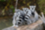 Lemurs