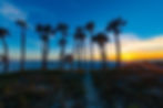 Palm trees silhouetted against a beach sunset