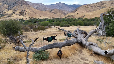Goats wearing pack saddles walking on a fallen tree trunk.