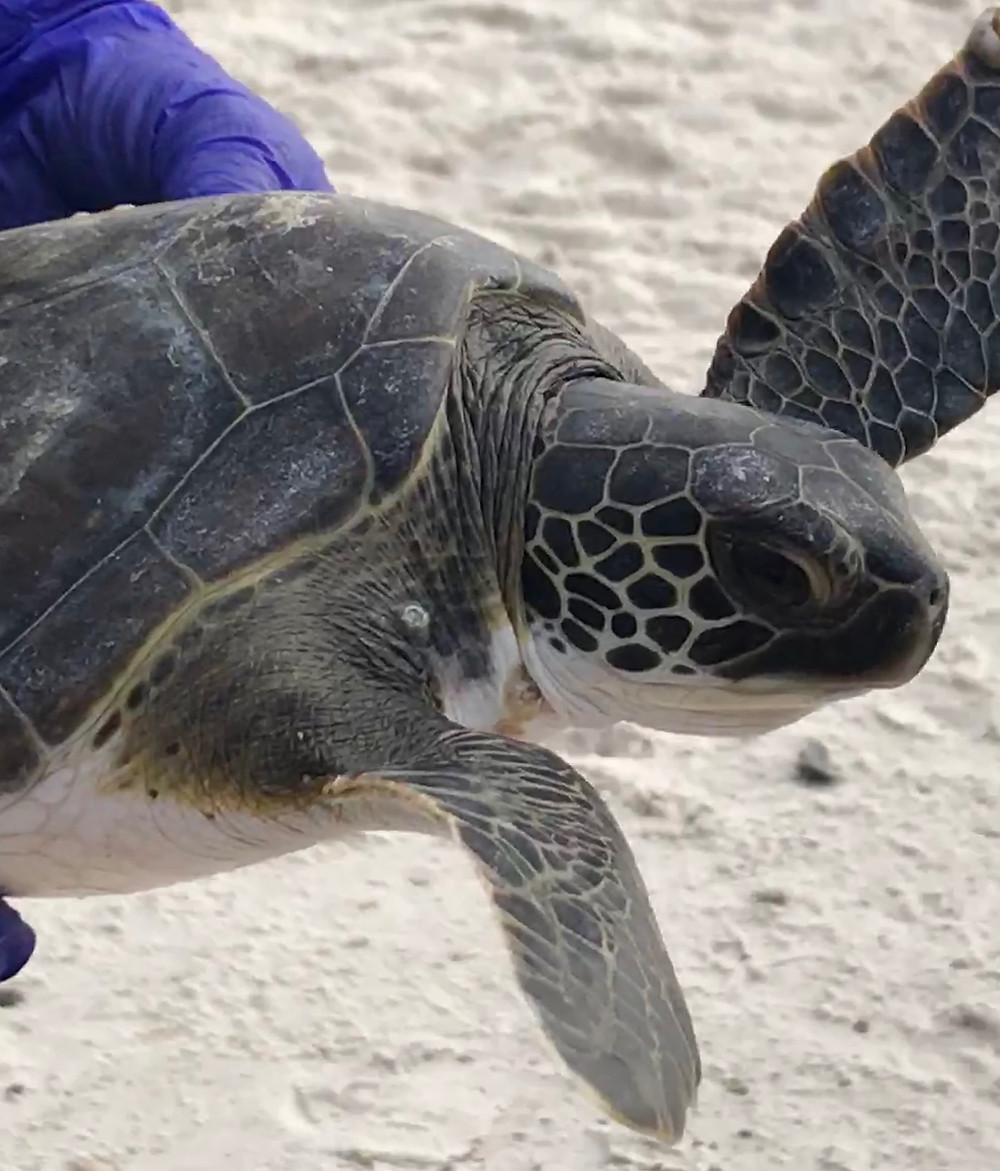 Turtle Cape San Blas