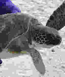 Turtle Cape San Blas