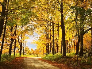 Fall colors on dirt road at Spring Lake Ranch