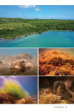 Thumbnail: ELEUTHERA SNORKEL BOOK, PRINT
