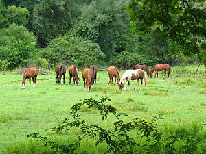 Horse Pasture at Spirt of Gheel's Buttonwood Farm in Birchrunville, PA