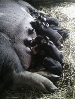 baby piglets