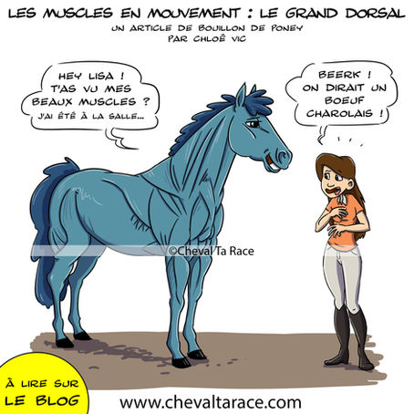 Les muscles en mouvement : le grand dorsal