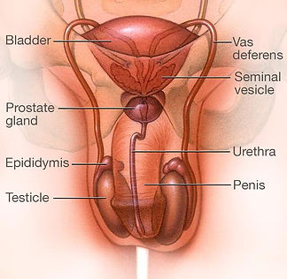 Testosterone Deficiency (Hypogonadism).jpg