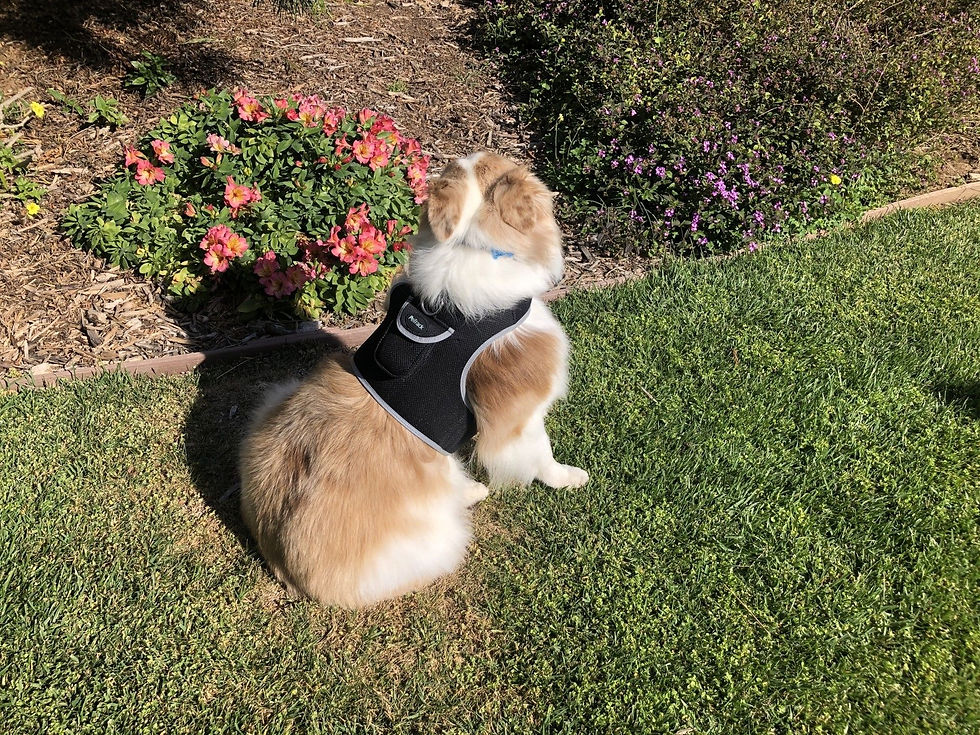Thumbnail: Get Realtime Pet Locations w/ Pet Tracker Mini Cat Dog GPS Tracking Collar Size: