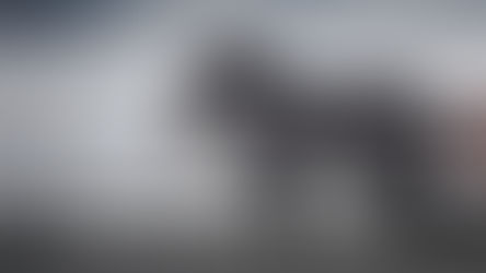 Our Mission and Purpose at Percheron Fitness