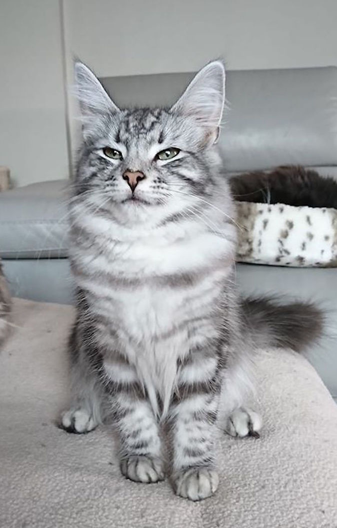 Silver Tabby Norwegian Forest Cat