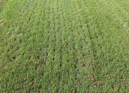 aeration and overseeding.webp