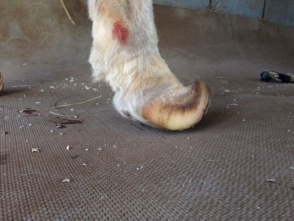 Disease Profile Laminitis
