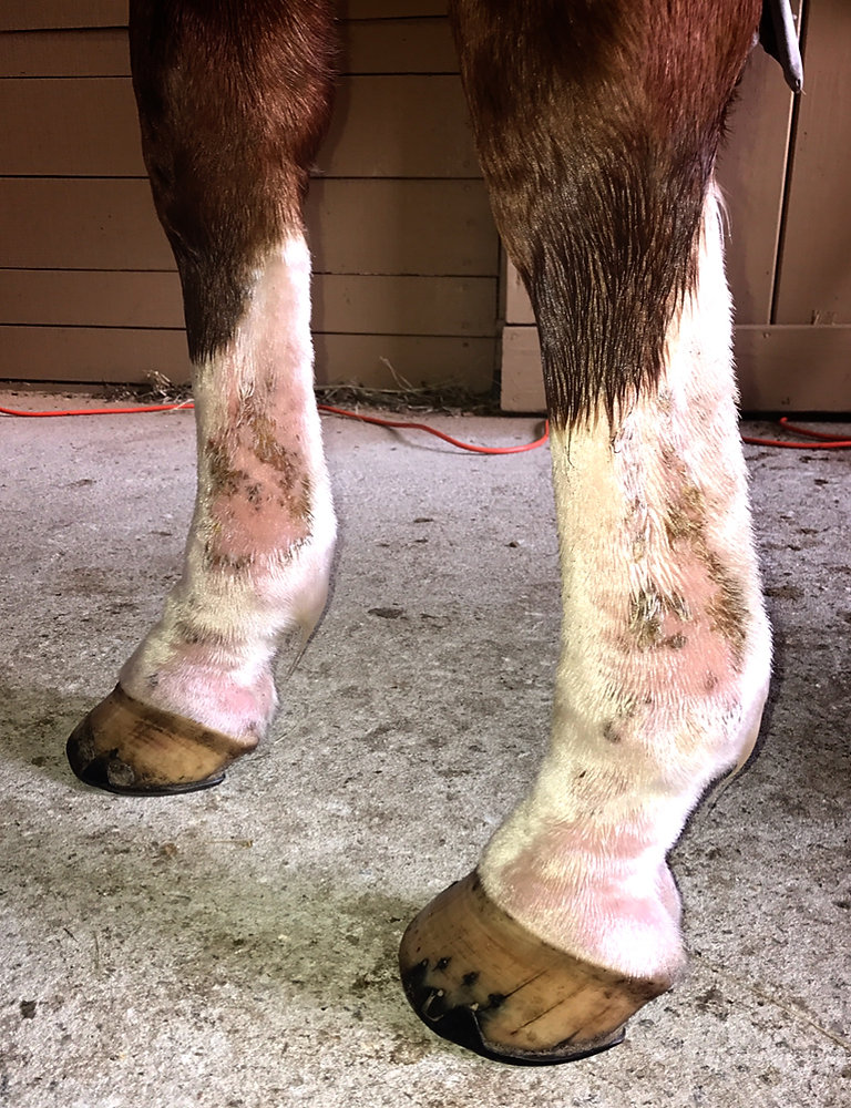 Your "Scratches" HowTo