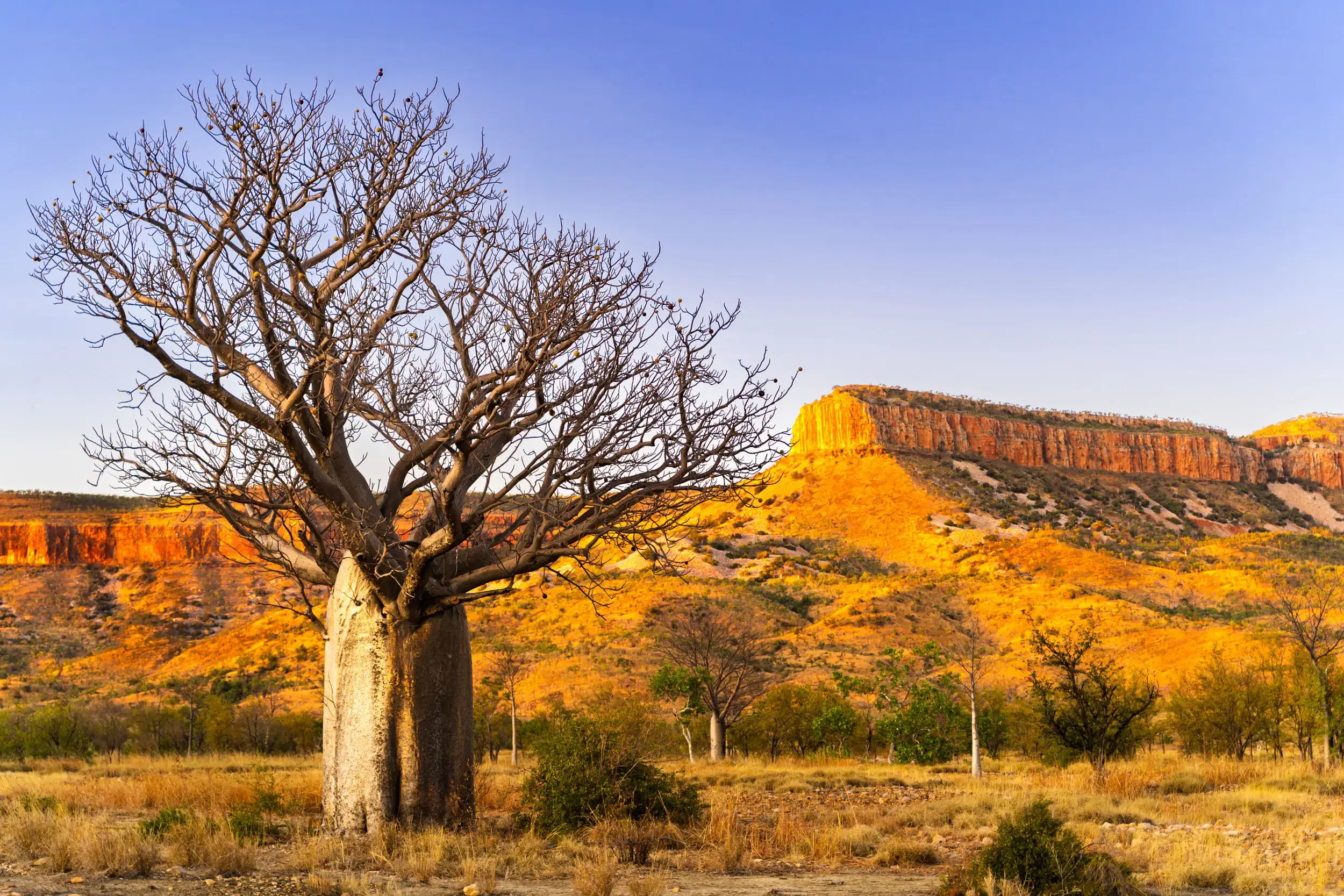 COCKBURN RANGES DRY SEASON BOAB ON THE GROUND