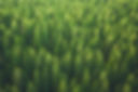 14. carbon removal market forestry.jpeg