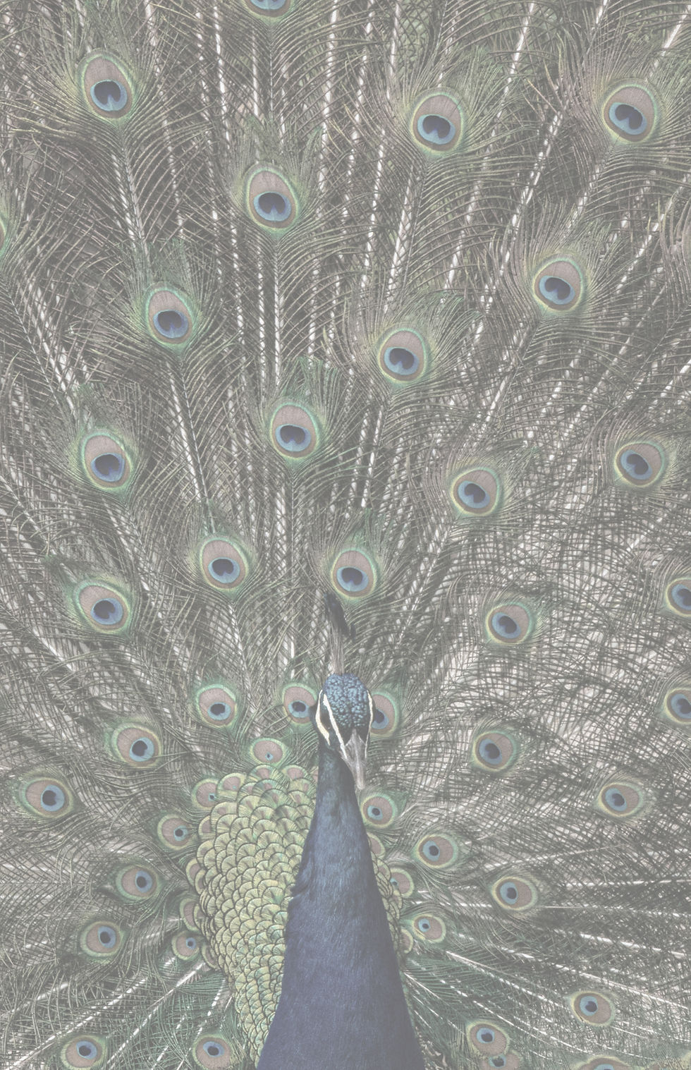 blue and green peacock_edited_edited.jpg