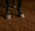 cocopeat for horse stable bedding