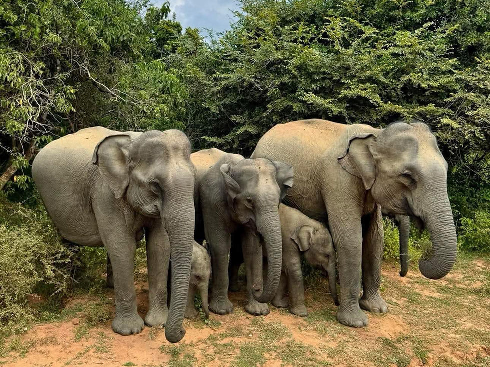 Elephants in Yala National Park